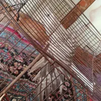 عروس پاریس|پرنده|اهواز, بیست متری شهرداری|دیوار