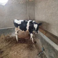 گاو گوساله|حیوانات مزرعه|گنبد کاووس, |دیوار