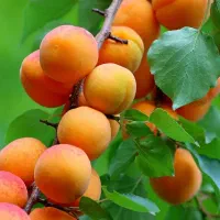 فروش نهال زردآلو تبرزه|خدمات باغبانی و درختکاری|قم, شاه احمد قاسم|دیوار