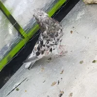 سرور هفت رنگ|پرنده|قم, شهرک مهدیه (مدرس)|دیوار