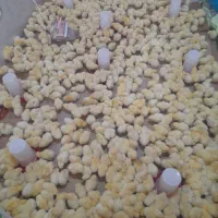 فروش جوجه یک روزه راس گوشتی