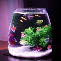 تنگ ماهی|ماهی|تهران, اقدسیه|دیوار