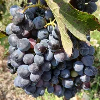 فروش انگورسردشتی