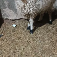 بره نر فروشی