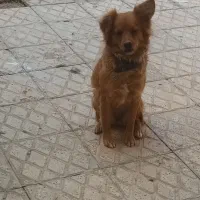 سگ پامر رایگان