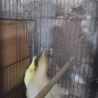 فروش عروس مولد|پرنده|قم, جوی شور|دیوار