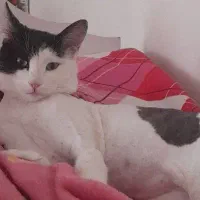 گربه