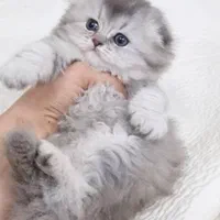 بچه گربه های همه نوع نژاد iran cats|گربه|ساری, |دیوار