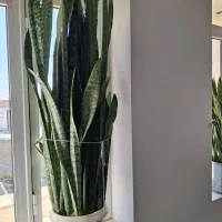 گل سانسوریا|گل و گیاه طبیعی|سلماس, |دیوار