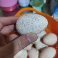 تخم بوقلمون بربون نطفه دار و جوجه