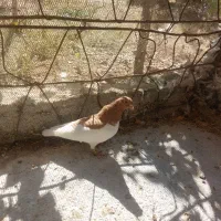 معاوضه کفتر|پرنده|سپیدان, |دیوار