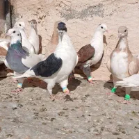 کفتر رنگه پرشی|پرنده|تربت‌حیدریه, باغ سلطانی|دیوار
