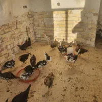 نیمچه مرغ و خروس گلین|حیوانات مزرعه|تهران, آهنگ|دیوار