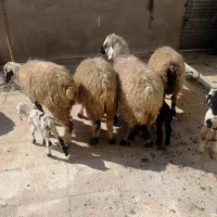 فروش میش بره دار