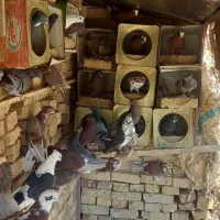 کفتر|پرنده|یزد, |دیوار