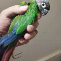 ۱جفت گرینچیگ