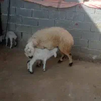 میش بره دار