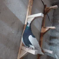 دسته کرمانی بهبهانی|پرنده|شیراز, حومه شیراز|دیوار