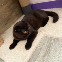 گربه اسکاتیش مشکی|گربه|شیراز, ریشمک|دیوار