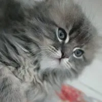 بچه گربه|گربه|اردبیل, |دیوار