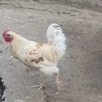 خروس چهل تاج