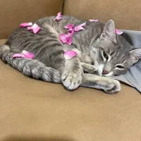 واگذاری رایگان گربه خوشگل مون