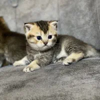 گربه اسکاتیش بریتیش