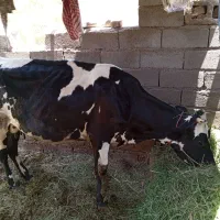 گاو