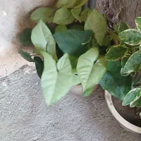 فروش گلهای آپارتمان|گل و گیاه طبیعی|عجب شیر, |دیوار