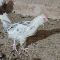 نیمچه خروس،فروش ویژه،متن اگهی مطالعه شود|حیوانات مزرعه|رودشت (اصفهان), |دیوار