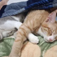 واگذاری دو عدد گربه