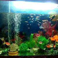 ماهی آکواریومی گیاه خوار معاوضه با پرنده