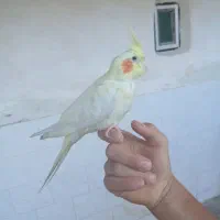 عروس هلندی ماده