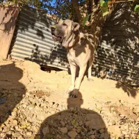 سگ سرابی و آلابای نژاد اصیل|سگ|شیراز, داریون|دیوار