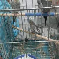 عروس هلندی|پرنده|سوسنگرد, |دیوار