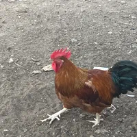 فروس مرغ‌و خروس
