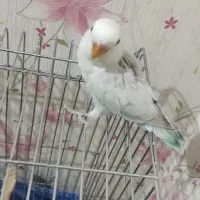 طوطی برزیلی جوجه مارال عروسکی|پرنده|اهواز, کوی باهنر|دیوار