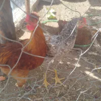 خروس