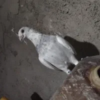 سارافغان