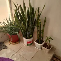 گلهای زیباوشاداب|گل و گیاه طبیعی|حمیل, |دیوار