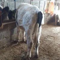 گوساله نر هلشتاین|حیوانات مزرعه|کوثر, |دیوار