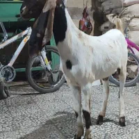 بز‌خارجی‌ماده