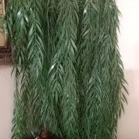 درخت مصنوعی بید مجنون