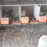 کبوتر جفت خون آبپخش|پرنده|آبپخش, |دیوار