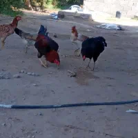 مرغ لاری مامله ای با سگ|سگ|جیرفت, |دیوار