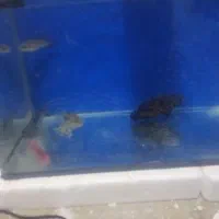 سلام|ماهی|باقرشهر, |دیوار