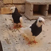 طوق سیاه مفت مفت بدون خرابی