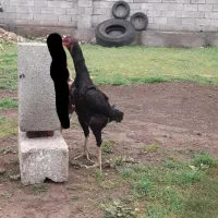 تخم مرغ لاری|حیوانات مزرعه|آستارا, |دیوار