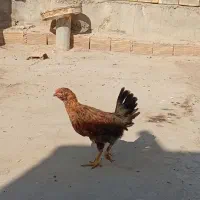 سه تا نیمچه خروس بومی گلین|حیوانات مزرعه|برخوار, |دیوار