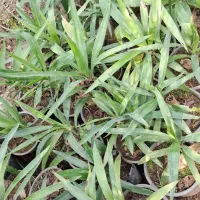 تولید گیاهان فضای سبز بیرونی در رشت|گل و گیاه طبیعی|رشت, حومه رشت|دیوار